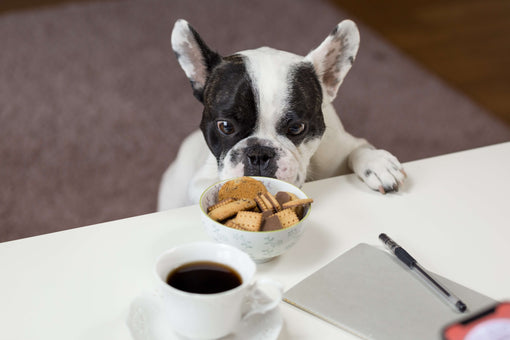 Which Human Foods Are Healthy For Dogs?